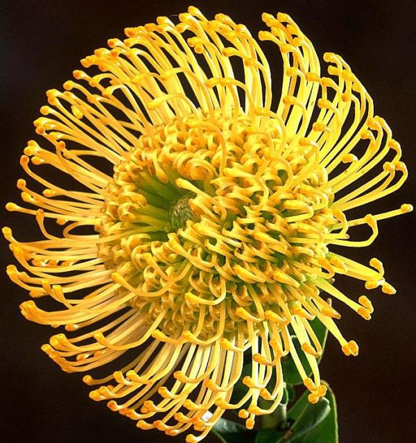 Leucospermum