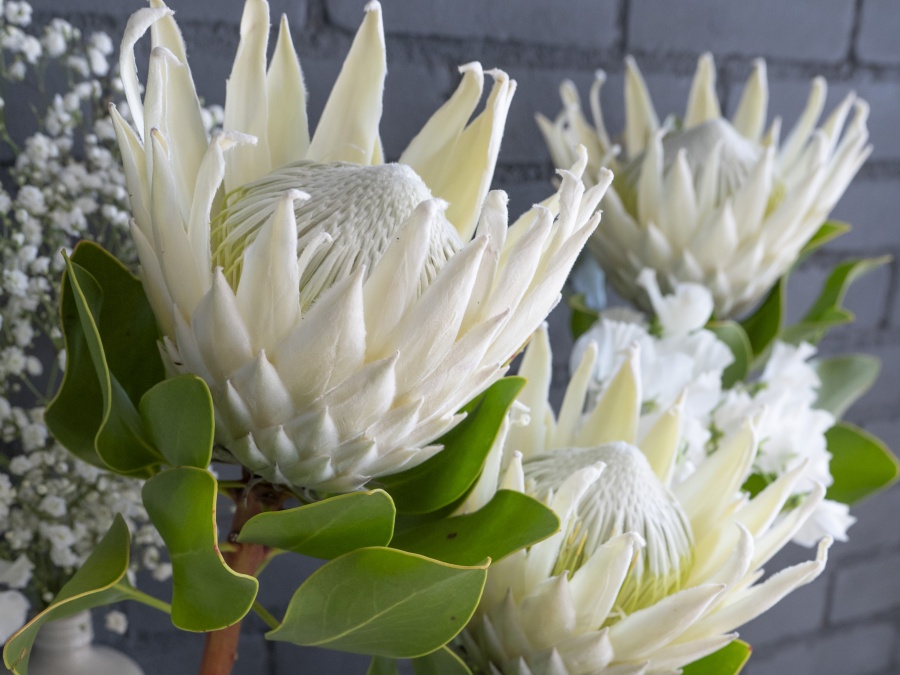 Protea